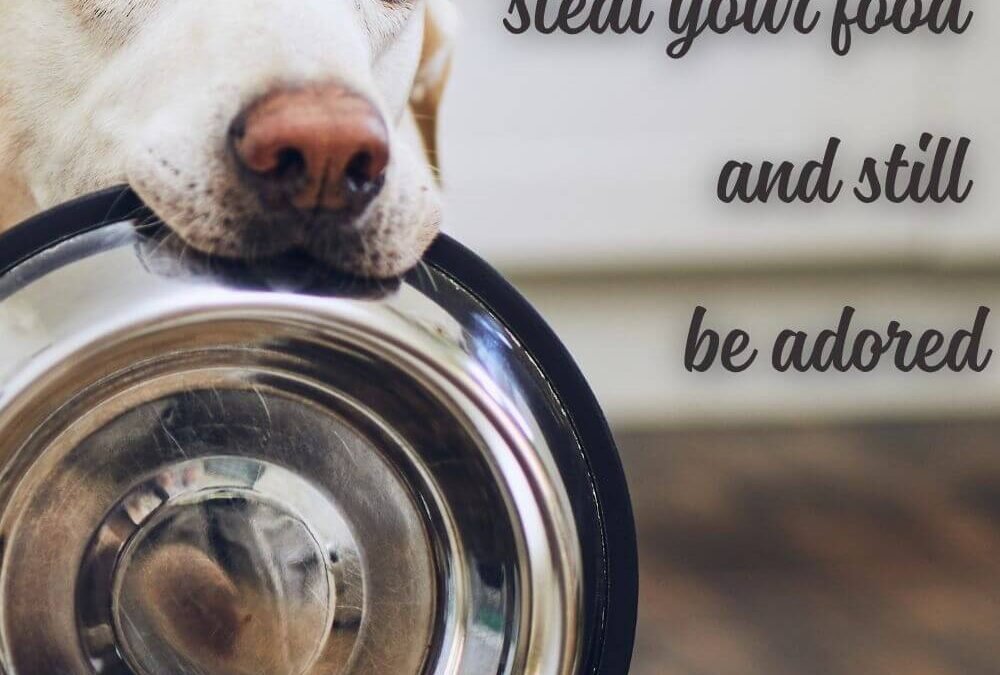 Dog Quotes About Love, Loyalty & Soul Dogs — The Best Quotes for Every Dog Lover