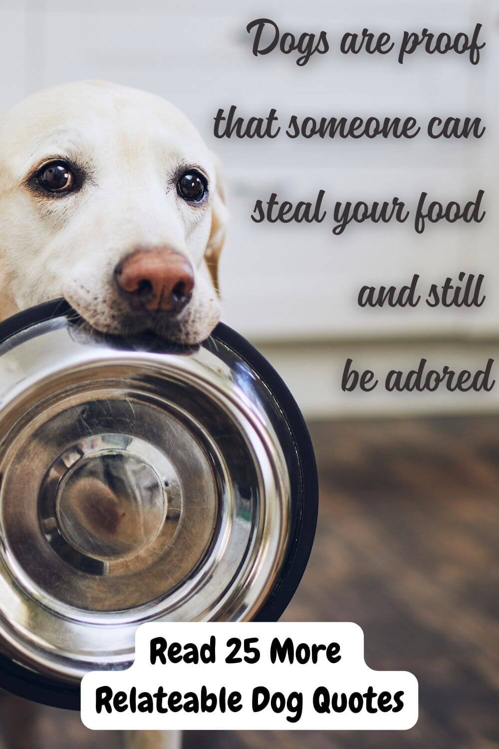 Dog Quotes About Love, Loyalty & Soul Dogs — The Best Quotes for Every Dog Lover